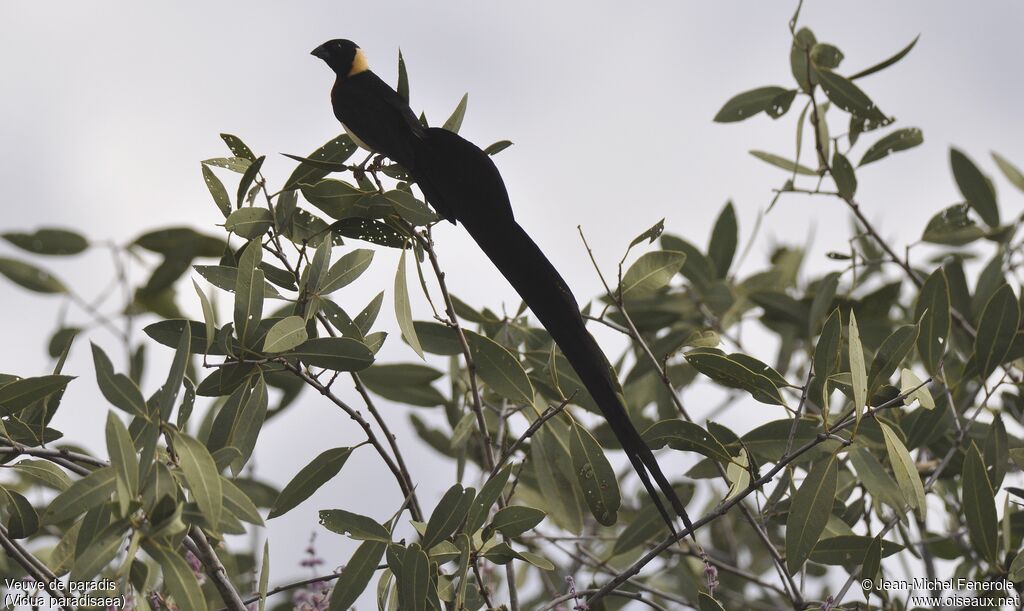 Long-tailed Paradise Whydah