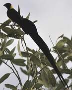 Long-tailed Paradise Whydah