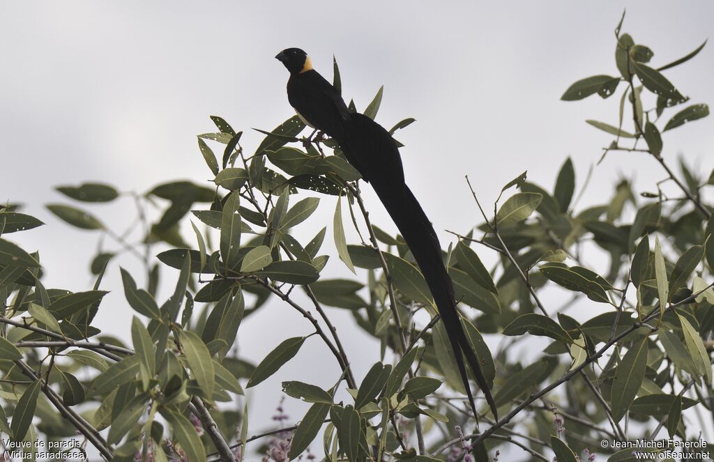 Long-tailed Paradise Whydah