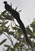 Long-tailed Paradise Whydah