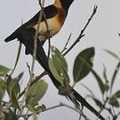 Veuve de paradis