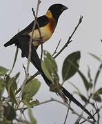 Long-tailed Paradise Whydah