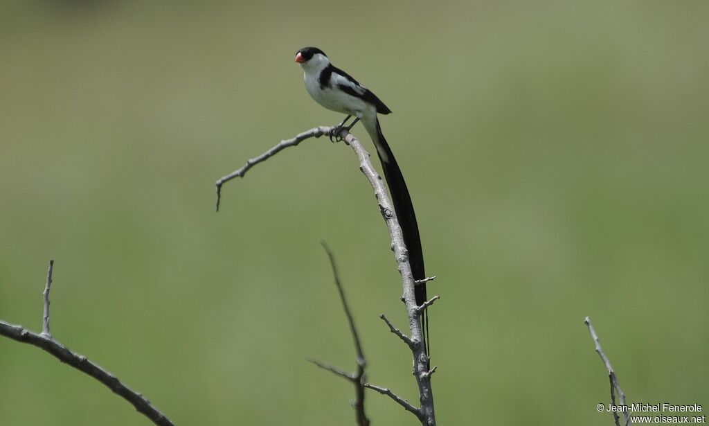 Pin-tailed Whydah