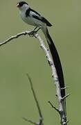 Pin-tailed Whydah