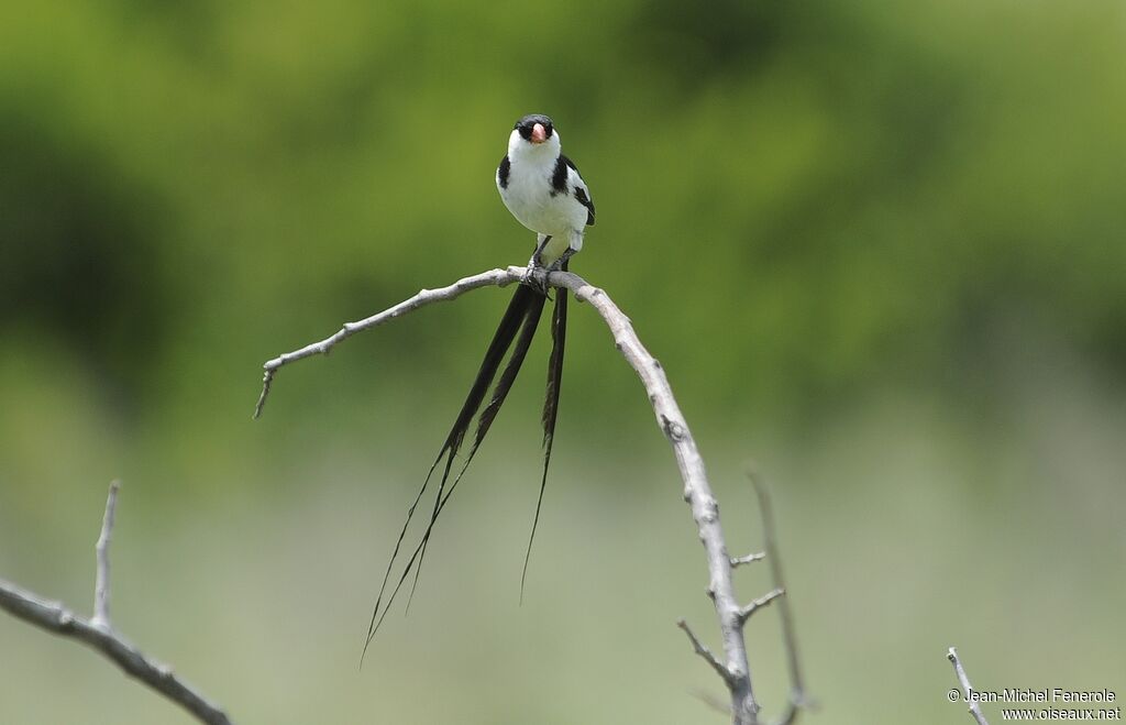 Pin-tailed Whydah