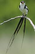 Pin-tailed Whydah