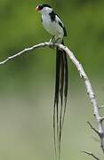 Pin-tailed Whydah