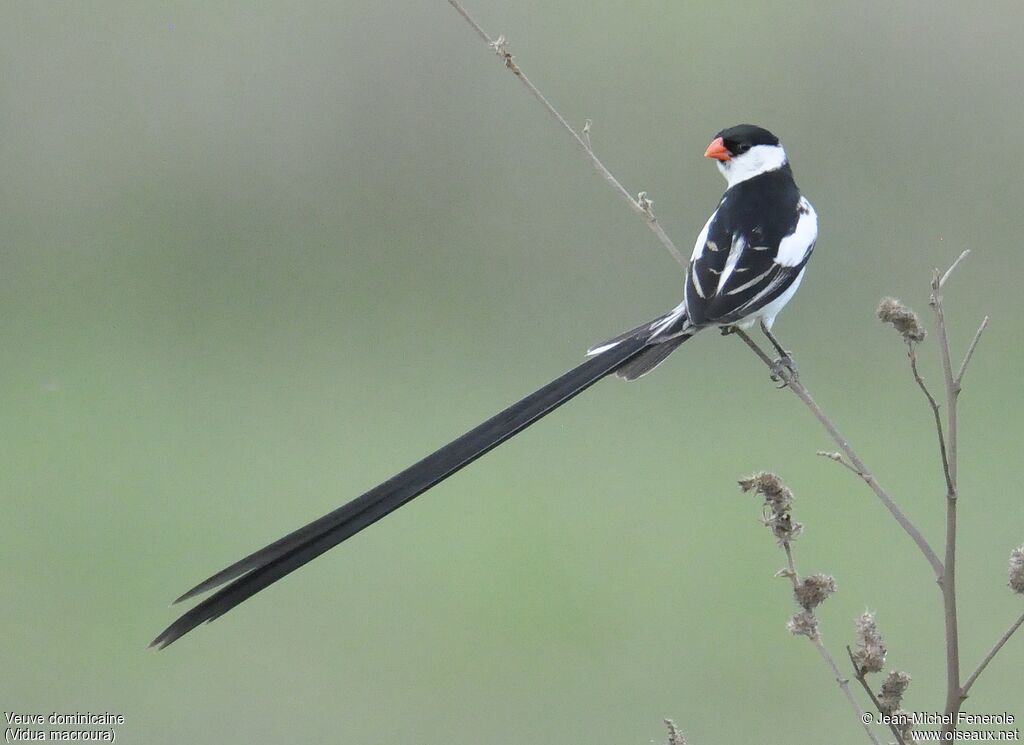 Pin-tailed Whydah