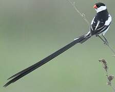 Pin-tailed Whydah