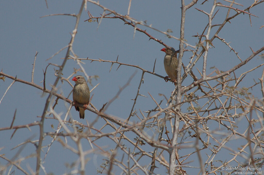 Shaft-tailed Whydah