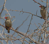 Shaft-tailed Whydah