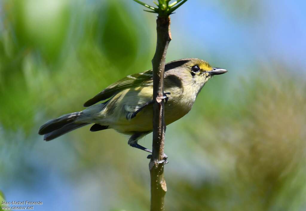 Thick-billed Vireoadult, pigmentation