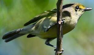 Thick-billed Vireo