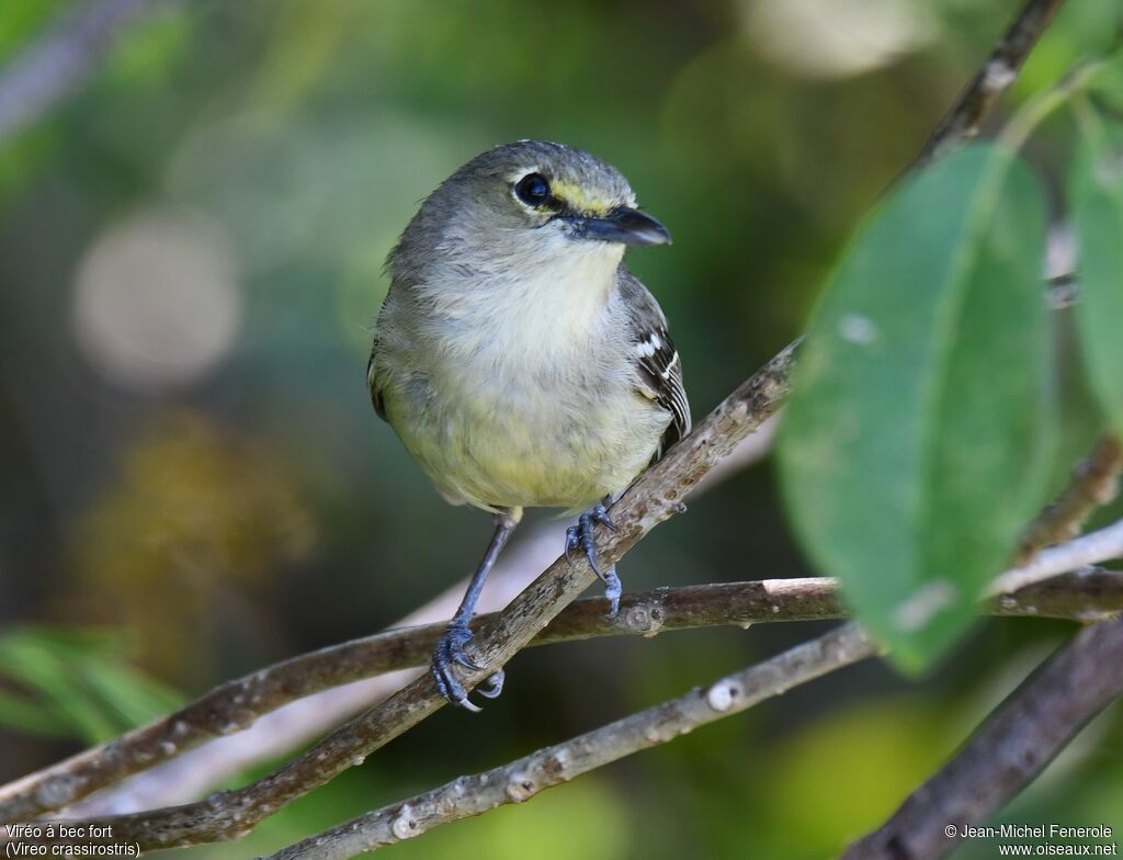 Viréo à bec fortadulte, portrait