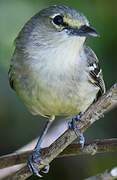 Thick-billed Vireo