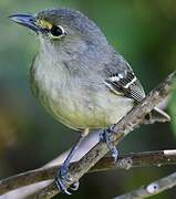 Thick-billed Vireo