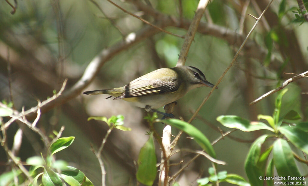 Black-whiskered Vireo