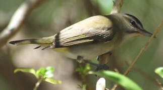 Black-whiskered Vireo