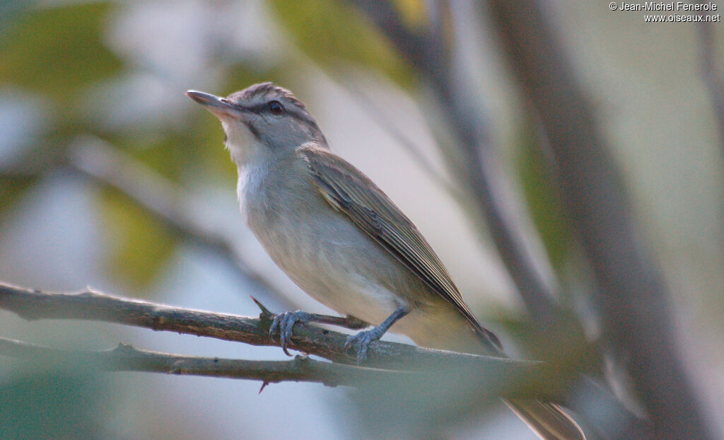 Black-whiskered Vireo