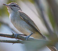 Black-whiskered Vireo