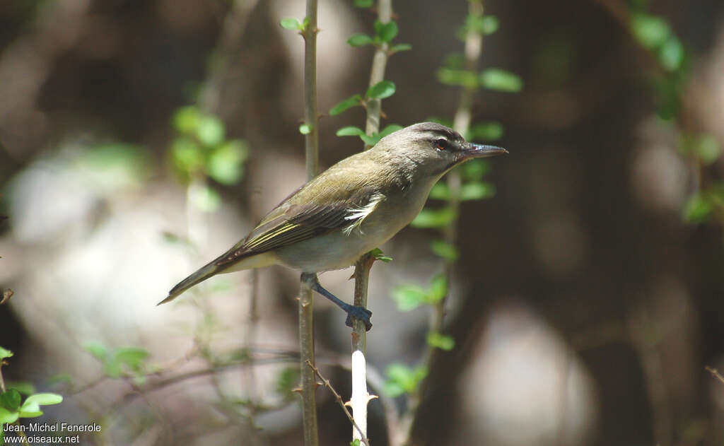 Viréo à moustachesadulte, identification