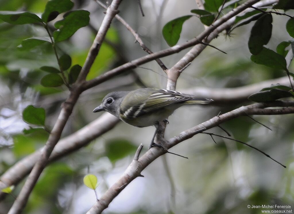 Blue-headed Vireo