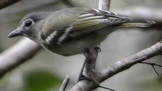 Blue-headed Vireo