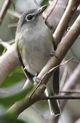 Blue-headed Vireo