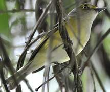 White-eyed Vireo