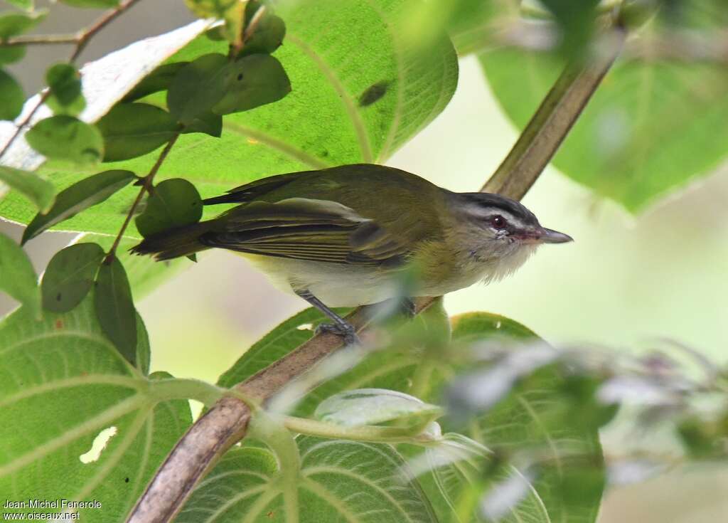 Viréo chivi, habitat, pigmentation