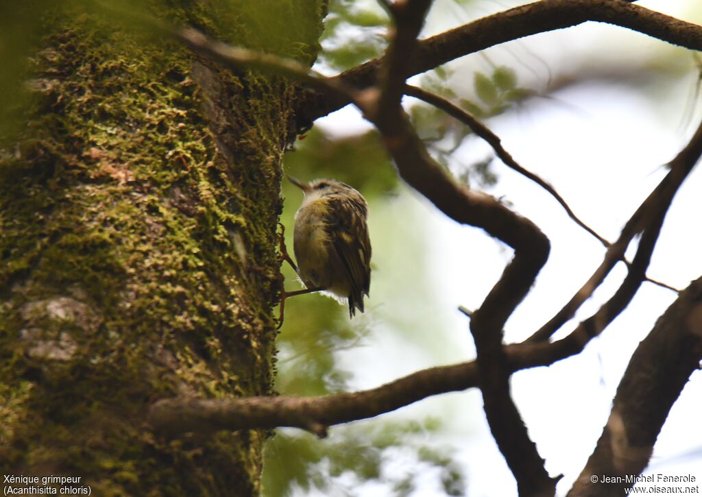 Rifleman female