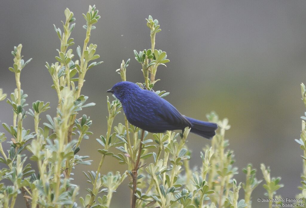 Xénodacnis de Peters mâle adulte, habitat, pigmentation