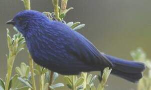 Streaked Dacnis