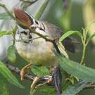Yuhina de Taïwan
