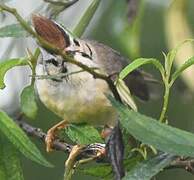 Yuhina de Taïwan