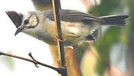 Yuhina de Taïwan