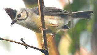 Yuhina de Taïwan