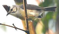 Yuhina de Taïwan