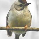 Yuhina de Taïwan