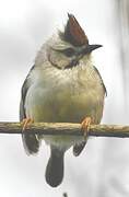 Yuhina de Taïwan