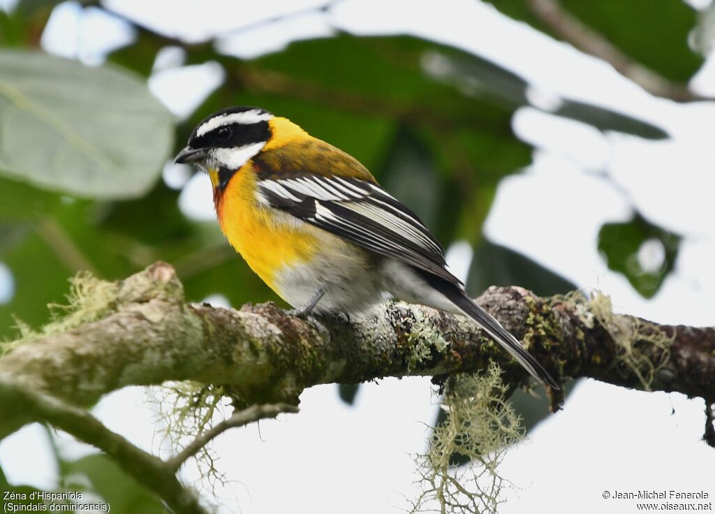 Hispaniolan Spindalis