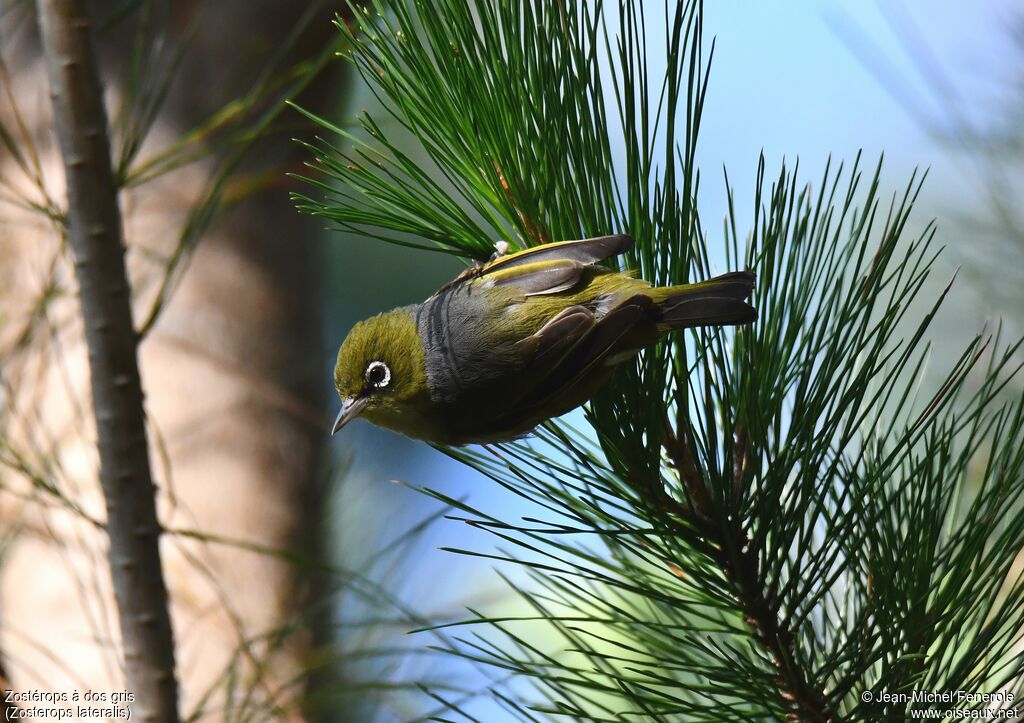 Silvereye