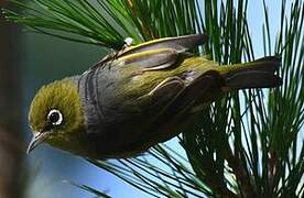 Silvereye