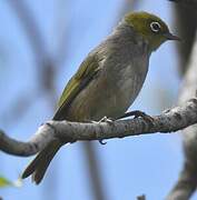 Silvereye