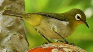 Green-backed White-eye