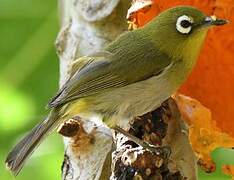 Green-backed White-eye