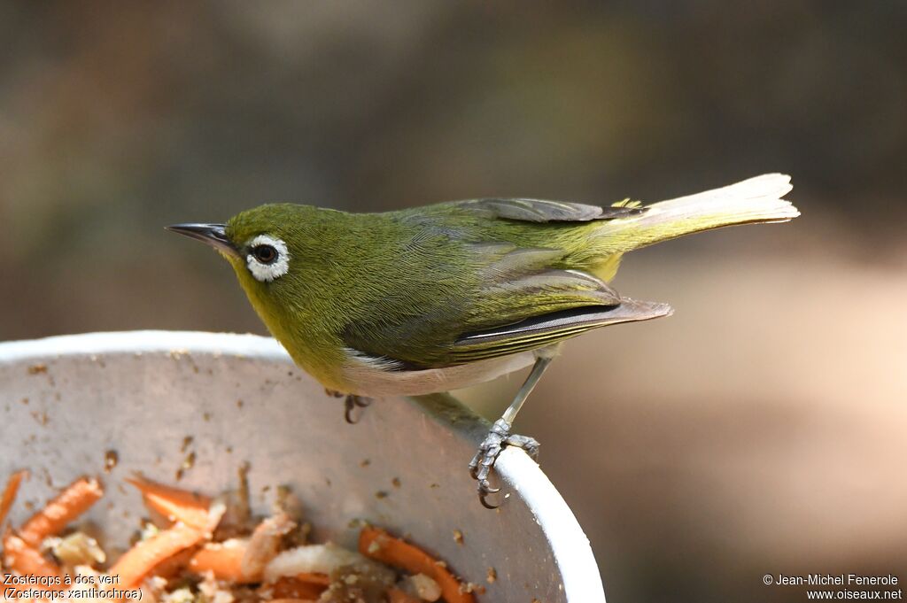 Zostérops à dos vert