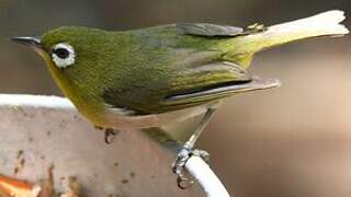 Green-backed White-eye