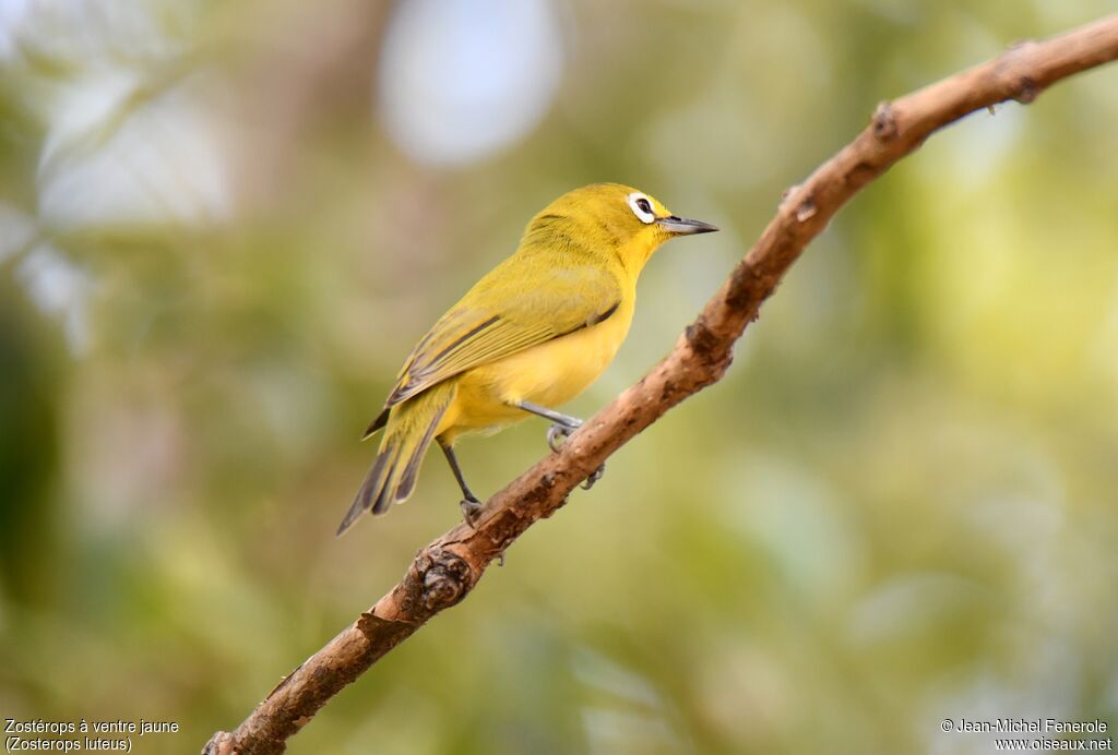 Zostérops à ventre jaune