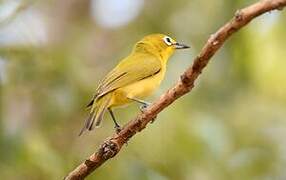 Canary White-eye